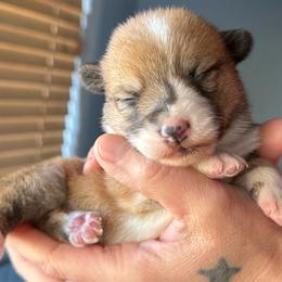 Four - Red male Pembroke Welsh Corgi puppy in Riverside, California from Four Aces Corgis