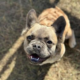 Mabel - French Bulldog