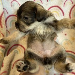 Livvy - Liver female Miniature Schnauzer puppy in Scottsboro, Alabama from EsKay Mini Schnauzers