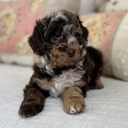 Ramona Quinby - Chocolate female Cavapoo puppy in Beckley, West Virginia from By Design Doodles