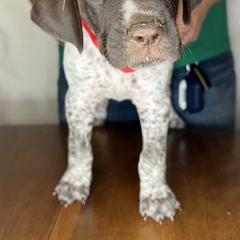 German Shorthaired Pointer Puppies from MCP Kennels