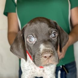 German Shorthaired Pointer Puppies from MCP Kennels