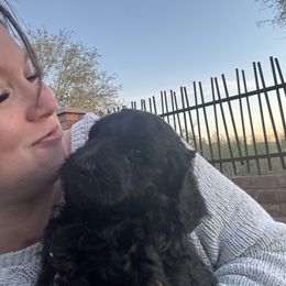 Goldendoodle Puppies from Arizona Doodles