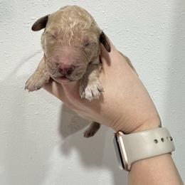 Brooks - Cream male Goldendoodle puppy in Waterloo, Illinois from Ashly Miller