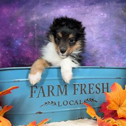 Sea (aka tiny shrimp) - Black white and tan female Shetland Sheepdog puppy in Elk, Washington from Asgard Shetland Sheepdogs