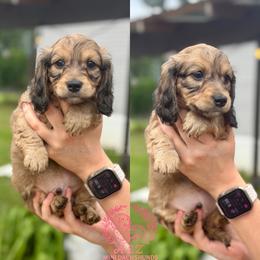 Dipsy - Cream male Dachshund puppy in Hornbeck, Louisiana from A&Z Mini Dachshunds