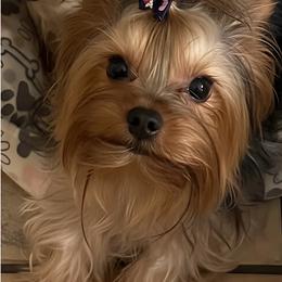 Yorkshire Terrier puppies from Chikito's Yorkies