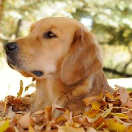 Golden Retrievers from Summit Canine Breeding