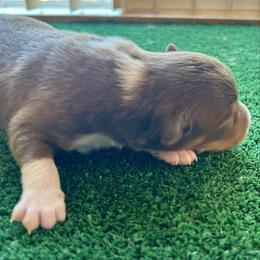 Simple Man - Red tri-color male Australian Shepherd puppy in Alamogordo, New Mexico from Two Nichols Aussies
