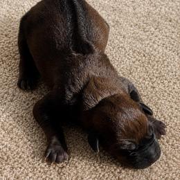Girl 2 - Rd whtn blk nose female Rhodesian Ridgeback puppy in Greenville, Ohio from Masai's Pride Rhodesian Ridgbacks