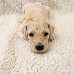 Poodle Puppies from Karla Skow