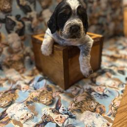 Winnie - Black white and tan female English Springer Spaniel puppy in Braidwood, Illinois from A & R Springers