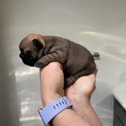 French Bulldog Puppies from Odom Frenchies