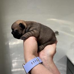 French Bulldog Puppies from Odom Frenchies