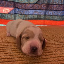 Girl 1 - Lemon and white female Basset Hound puppy in Noblesville, Indiana from Russell Bassets