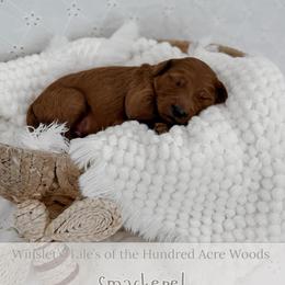 Smackerel - Red  male Goldendoodle puppy in Roanoke Rapids, North Carolina from Sweeter than Honey Doodles