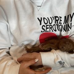 Whoodle Puppies from Whoodles of Love