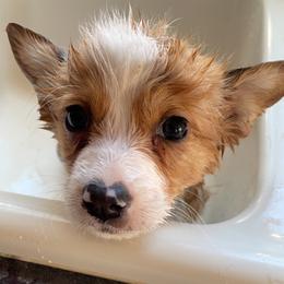 Pembroke Welsh Corgi Puppies from C & C Colorado Corgis