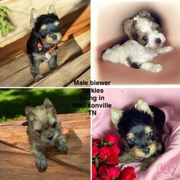 Biewer Terriers and Yorkshire Terriers from Heavenly Yorkies in Southeast Tennessee