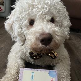 Lagotto Romagnolo puppies from HeartSpot Lagotti