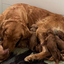Girl 7 - Dark golden female Golden Retriever puppy in Lebanon, Oregon from Dark Goldens on Hilltop