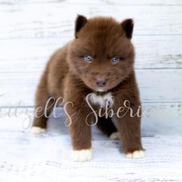 Dracarys - Red and white male Siberian Husky puppy in Richland, Mississippi from Feazell’s Siberian Huskies