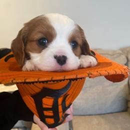 Cavalier King Charles Spaniel Puppies from SHANNON'S CAVALIERS