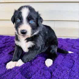 Midnight - Black & white female Australian Shepherd puppy in Charlotte, North Carolina from Awesome Aussies
