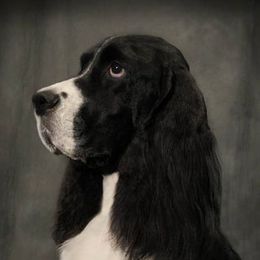 English Springer Spaniels from Patty's Springer Spaniels