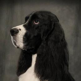 English Springer Spaniels from Patty's Springer Spaniels