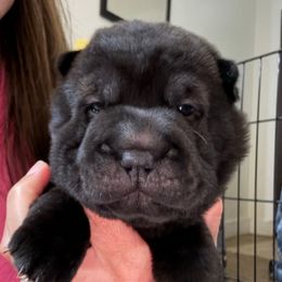 Girl 2 - Black female Chinese Shar-Pei puppy in Chipley, Florida from HapPei House of Wrinkles