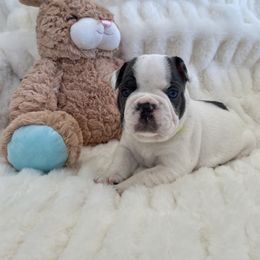 French Bulldog Puppies from Happy French Bulldogs