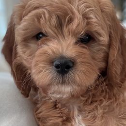 Cavapoos from SoCal Cavapoo's