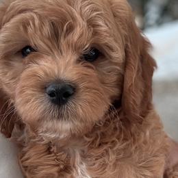 Cavapoos from SoCal Cavapoo's