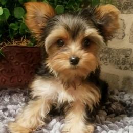 Nova - Black and gold female Yorkshire Terrier puppy in Hot Springs, Arkansas from Kimberly's Lovable Littles