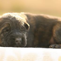 Isaac - Sable male German Shepherd puppy in Canton, Texas from WILDWOOD GERMAN SHEPHERDS