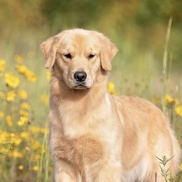 Benelli - Golden Retriever