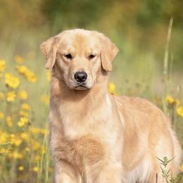 Benelli - Golden Retriever