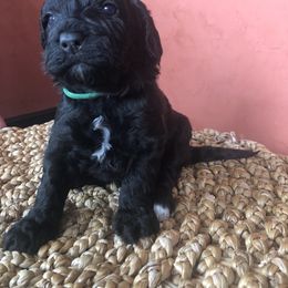 Portuguese Water Dog All Grown Up from Magellan Portuguese Water Dog