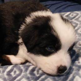 Pooh - Yellow - Boy - Black tri-color male Australian Shepherd puppy in Charlotte, North Carolina from Tranquility Trail Aussies