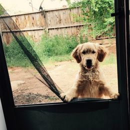 Golden Retriever All Grown Up from Rainbow Goldens