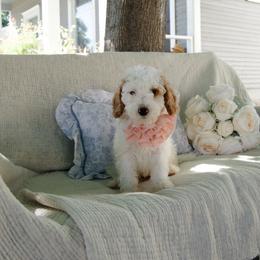 Purple collar girl - Parti female Goldendoodle puppy in Spokane, Washington from Beloved_doodles_WA