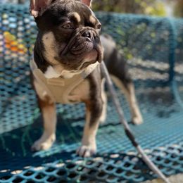 French Bulldogs from The NorCal Queens Kennel