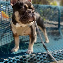 French Bulldogs from The NorCal Queens Kennel