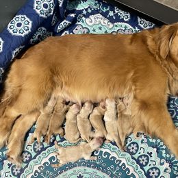 German Shepherd and Golden Retriever Puppies from Vom Bethel