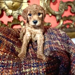 Sailor - Apricot female Aussiedoodle puppy in Riverside, California from Just Loving Doodles