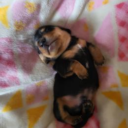Peter - Black and tan male Dachshund puppy in Geneva, Florida from TGIF Doxies