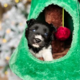 Lindt - Black and white male Pomsky puppy in Cleveland, Ohio from Lake Point Pomskies