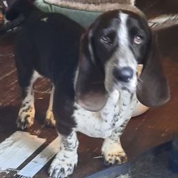 Dunkin - Black and white male Basset Hound puppy in Russellville, Kentucky from Morse's Basset Hounds