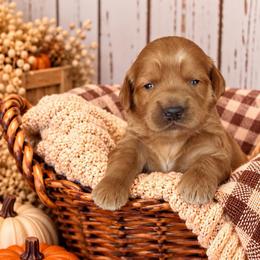 Cornbread - Red  male Goldendoodle puppy in Atwood, Oklahoma from Luxe Doodle Haven
